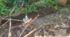 Aethriamanta brevipennis