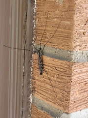 Tipula abdominalis