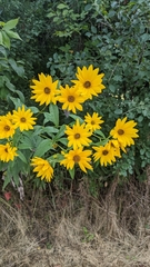 Helianthus giganteus