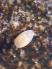Ostracoda