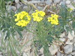 Erysimum