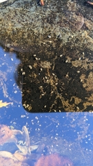 Ostracoda