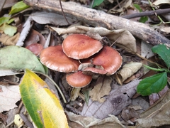 Leratiomyces ceres
