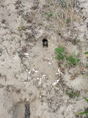 Malaclemys terrapin terrapin