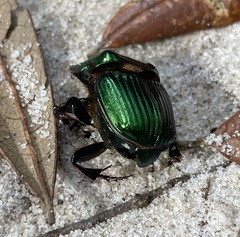 Phanaeus igneus