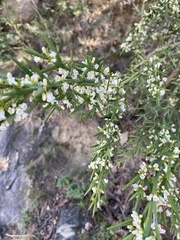 Colletieae