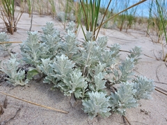 Artemisia stelleriana
