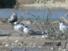 Sterna hirundo