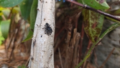 Phidippus purpuratus