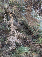Colletieae