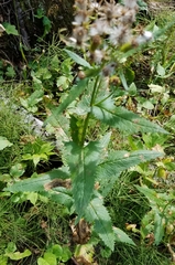 Senecio triangularis