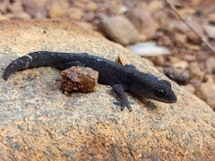 Diplodactylus