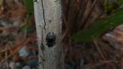 Phidippus purpuratus