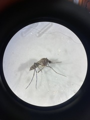 Aedes taeniorhynchus