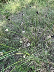 Zephyranthes chlorosolen