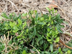 Lepidium virginicum