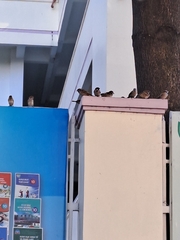 Passer montanus malaccensis