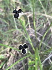 Zephyranthes chlorosolen