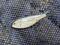 Alosa pseudoharengus