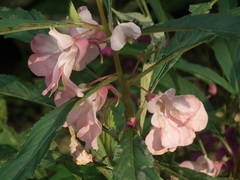 Podosphaera balsaminae