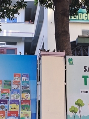 Passer montanus malaccensis