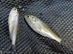 Alosa pseudoharengus