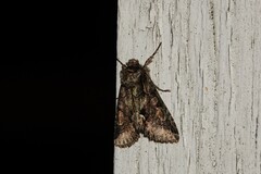 Allophyes oxyacanthae