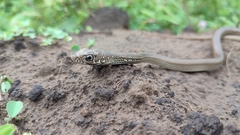 Masticophis mentovarius