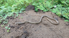 Masticophis mentovarius