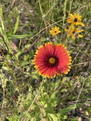 Gaillardia