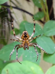 Neoscona theisi