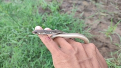 Masticophis mentovarius