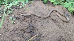 Masticophis mentovarius