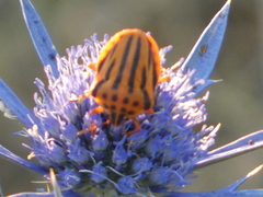 Graphosoma semipunctatum