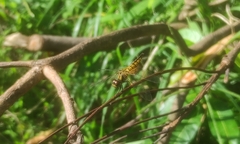 Aethriamanta brevipennis