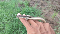 Masticophis mentovarius