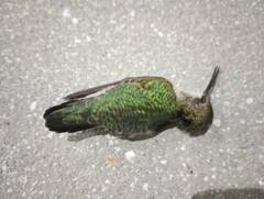 Archilochus colubris