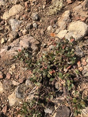 Eriogonum umbellatum