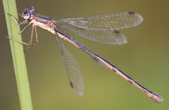 Lestes rectangularis