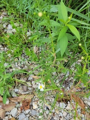 Symphyotrichum pilosum