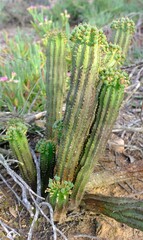 Euphorbia nesemannii