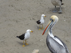 Larus belcheri