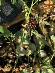 Polistes rubiginosus