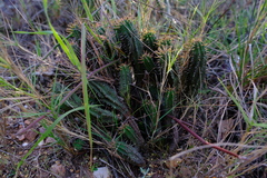 Euphorbia nesemannii