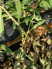 Polistes rubiginosus