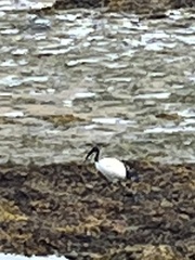 Threskiornis aethiopicus