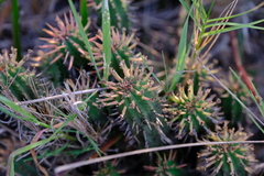 Euphorbia nesemannii