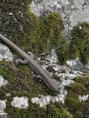 Podarcis guadarramae guadarramae