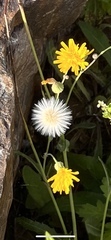 Crepis tectorum