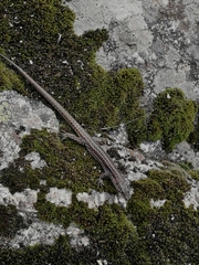 Podarcis guadarramae guadarramae
